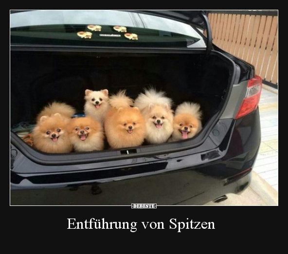 Entführung von Spitzen.. - Lustige Bilder | DEBESTE.de