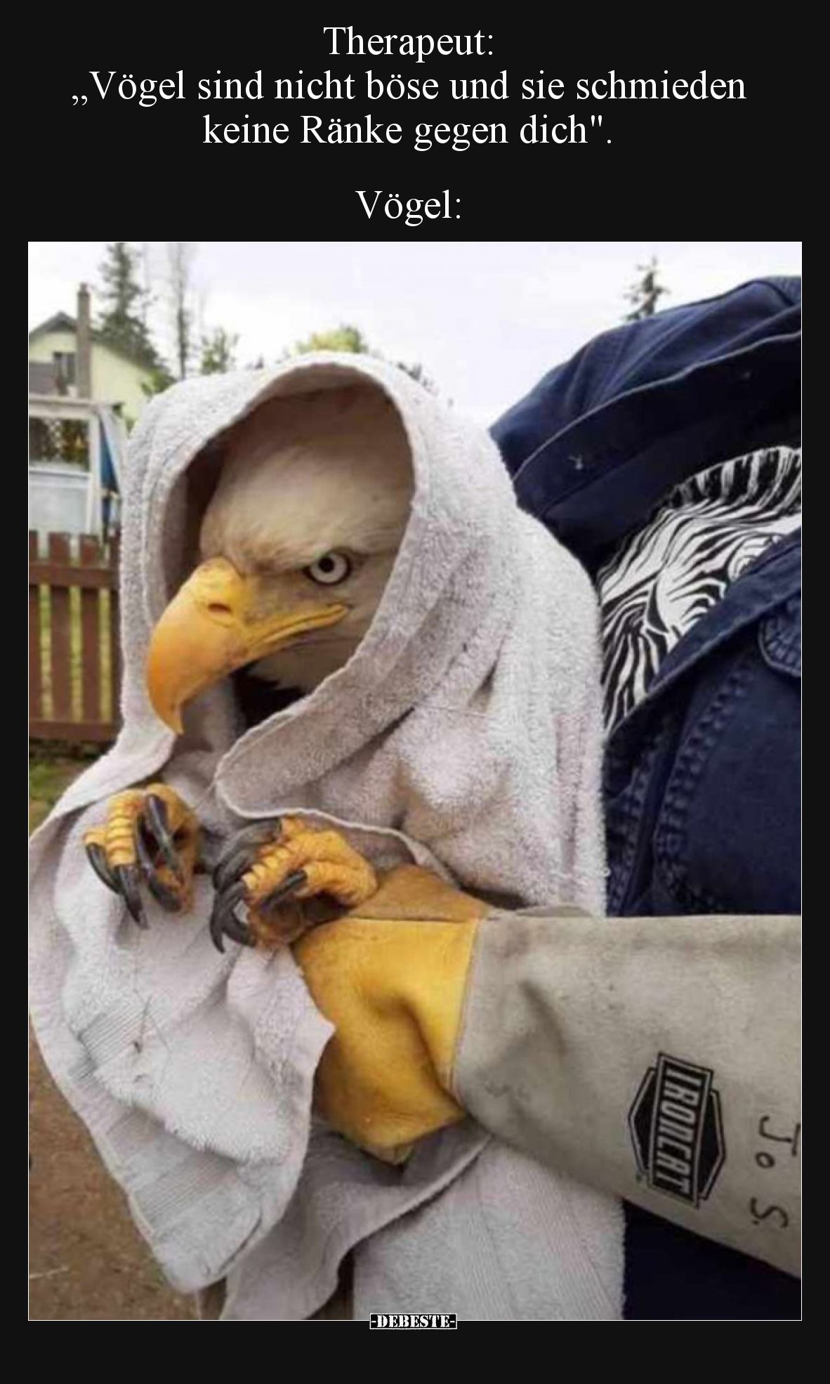 Therapeut: „Vögel sind nicht böse und sie schmieden keine Ränke gegen dich".
Vögel: