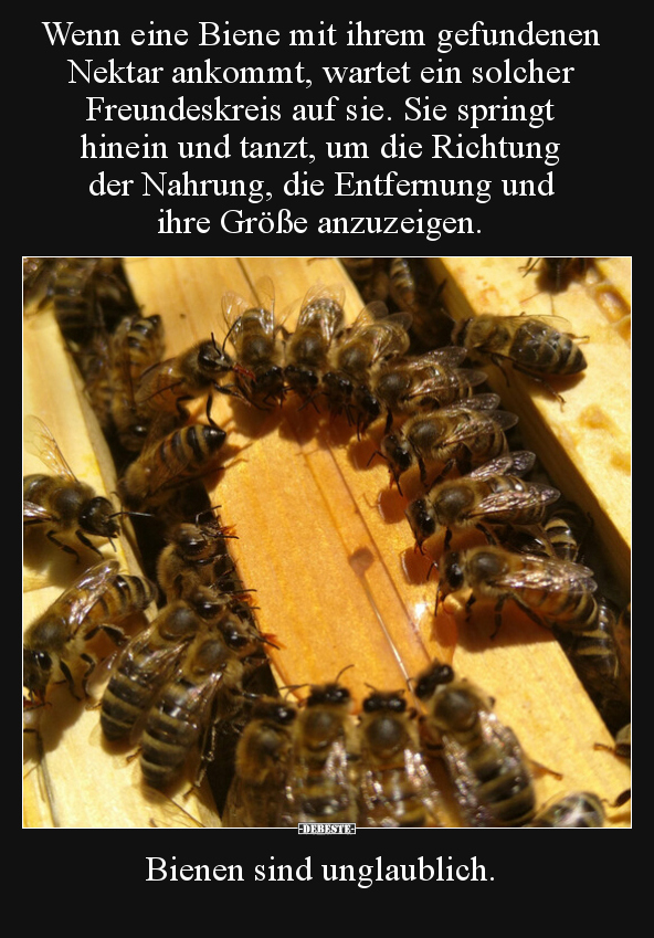 Wenn eine Biene mit ihrem gefundenen Nektar ankommt, wartet.. - Lustige Bilder | DEBESTE.de