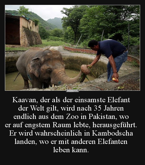 Kaavan, der als der einsamste Elefant der Welt gilt, wird.. - Lustige Bilder | DEBESTE.de