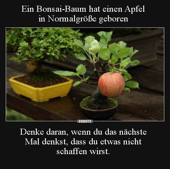 Ein Bonsai Baum Hat Einen Apfel In Normalgrosse Geboren Lustige Bilder Spruche Witze Echt Lustig