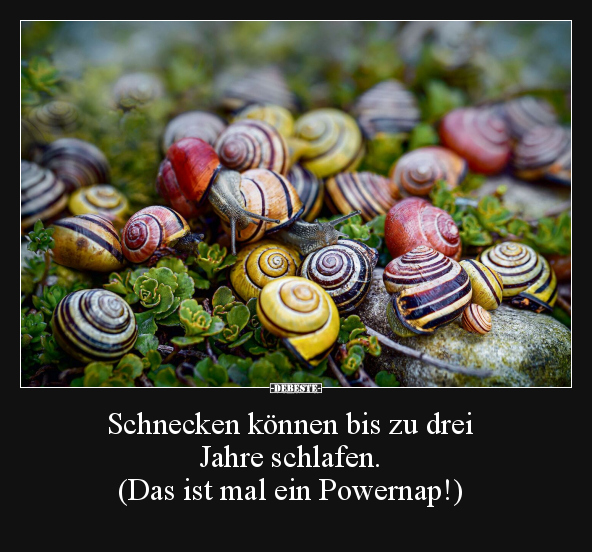 Schnecken, Schlafen