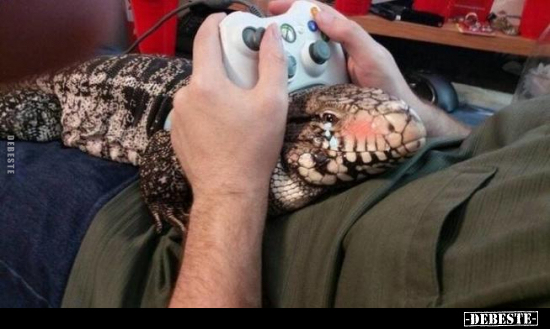  - Lustige Bilder | DEBESTE.de