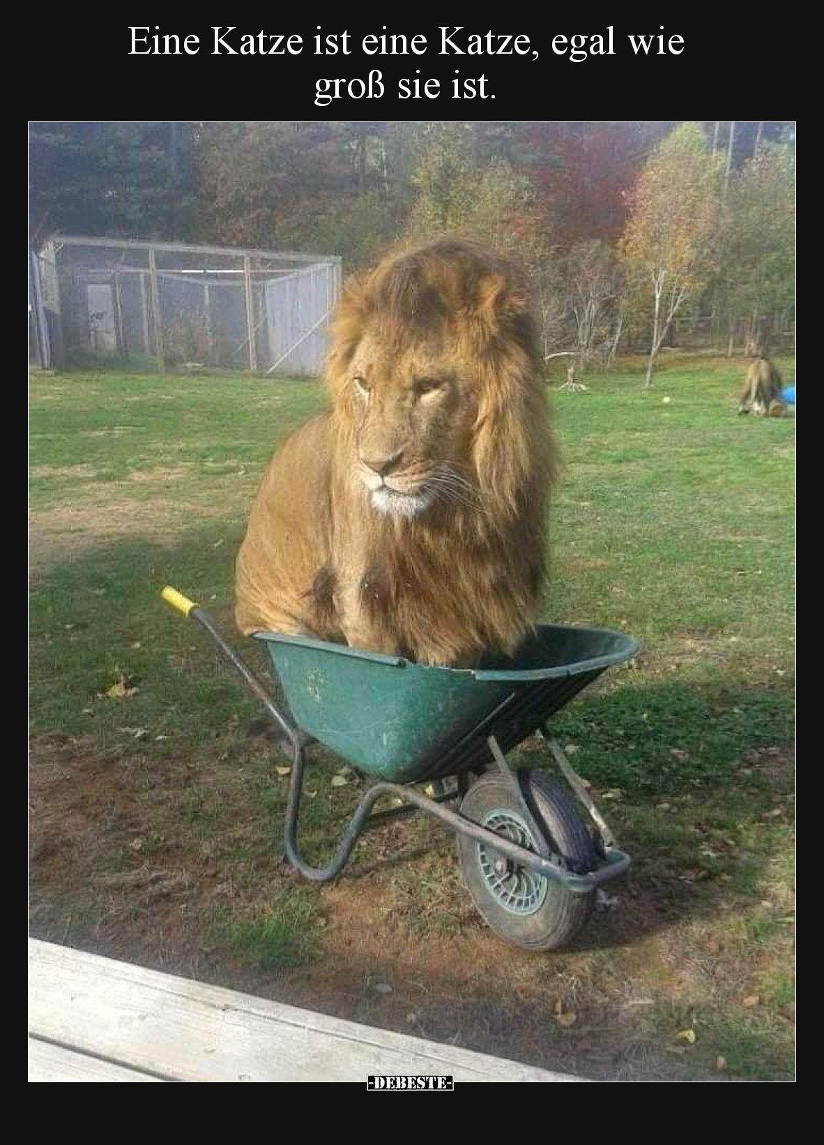 Eine Katze ist eine Katze, egal wie groß sie ist.