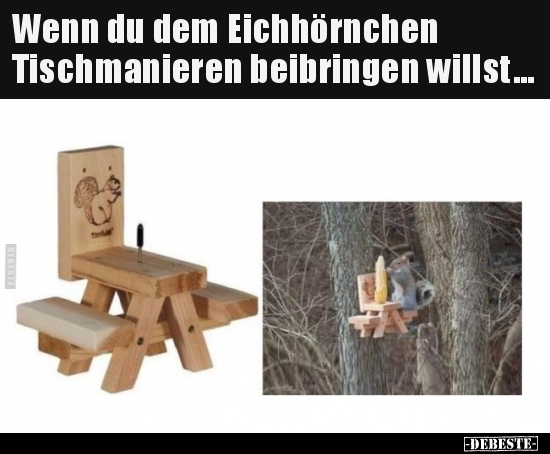 Wenn du dem Eichhörnchen Tischmanieren beibringen.. - Lustige Bilder | DEBESTE.de