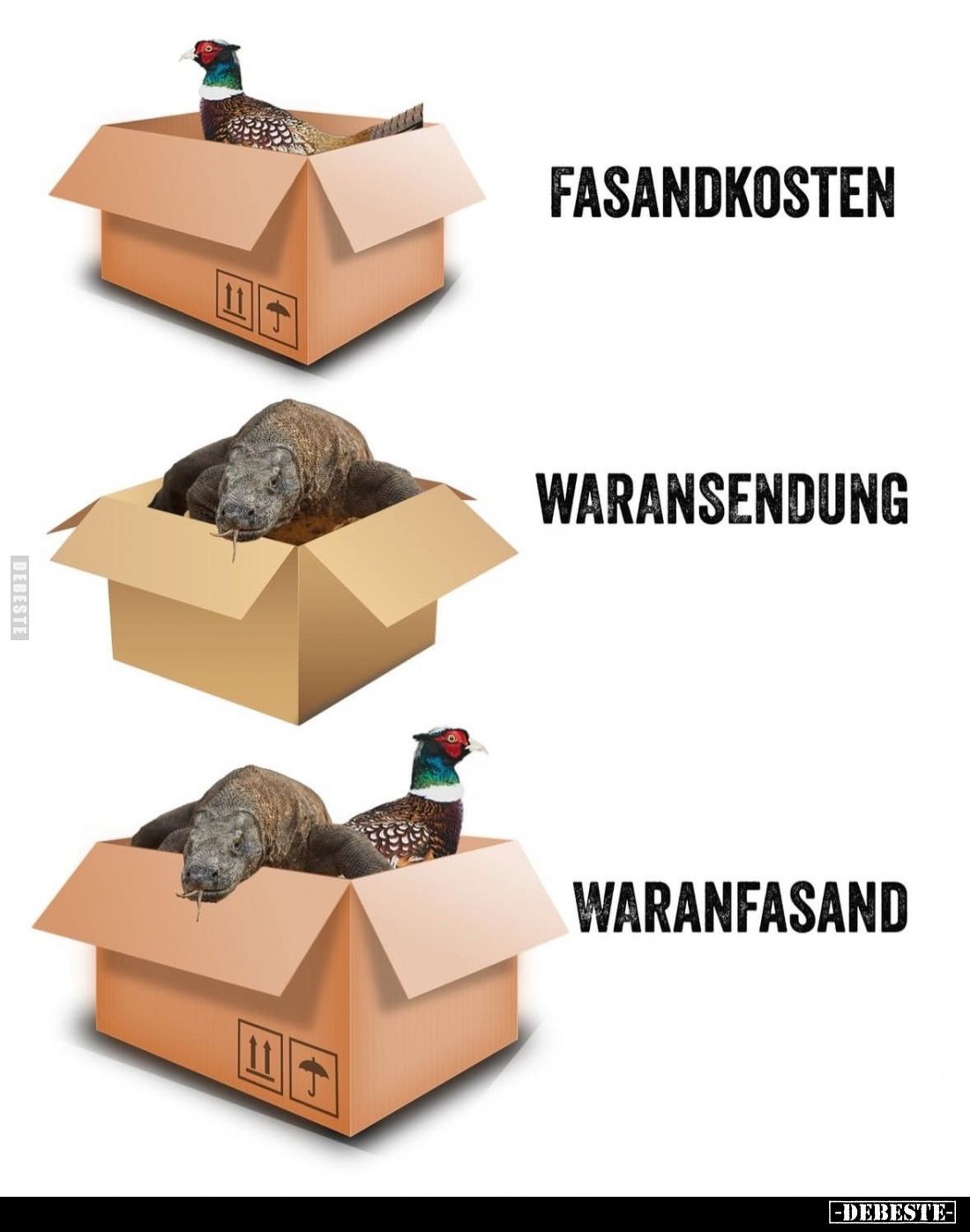 FASANDKOSTEN
-
WARANSENDUNG
-
WARANFASAND