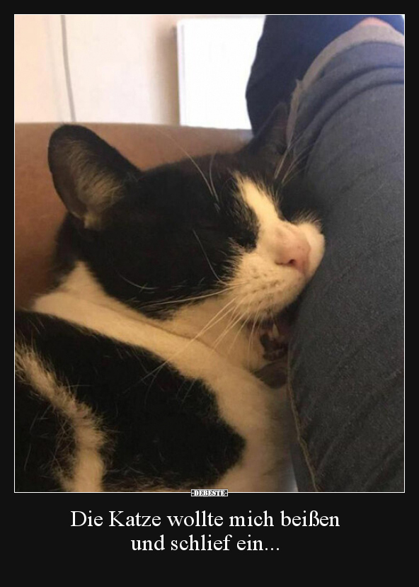 Die Katze wollte mich beißen und schlief ein...