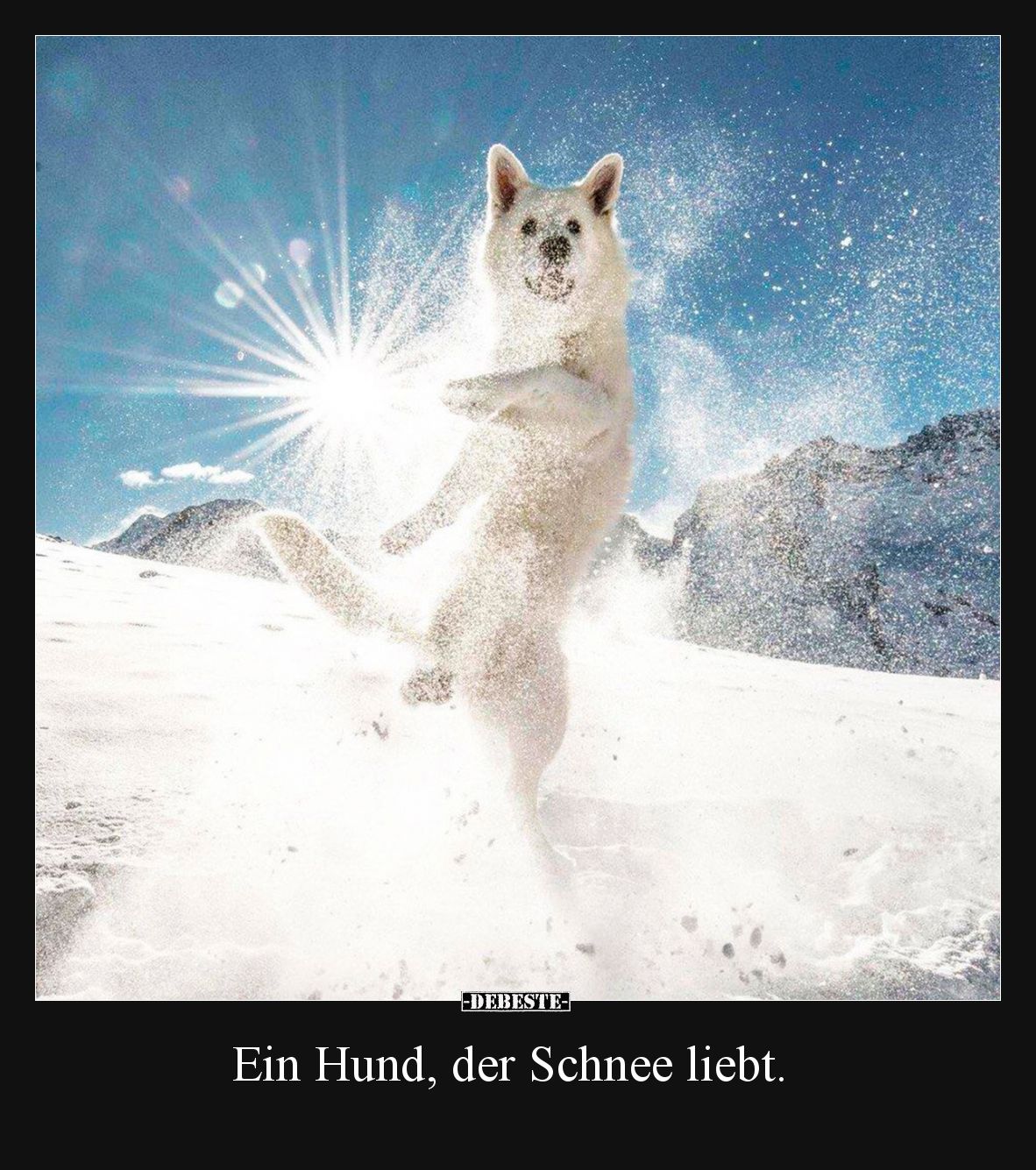 Ein Hund, der Schnee liebt.