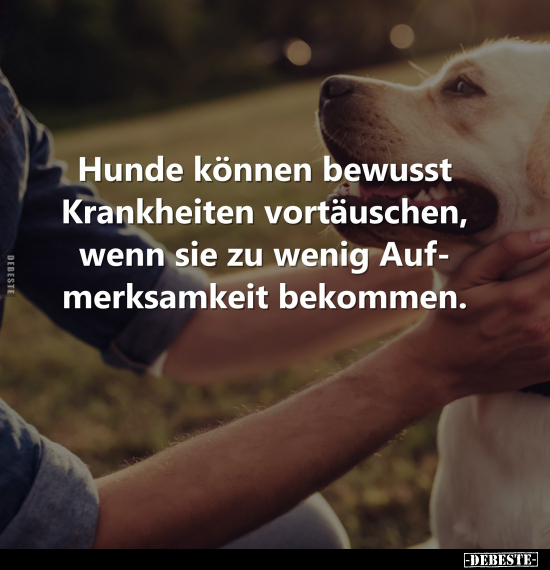 Hunde können bewusst Krankheiten vortäuschen, wenn sie zu.. - Lustige Bilder | DEBESTE.de