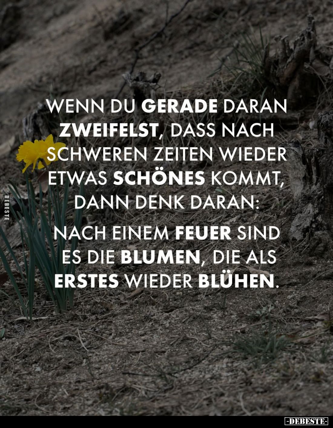 Wenn du gerade daran zweifelst, dass nach schweren Zeiten wieder etwas schönes kommt, dann denk daran:
Nach einem feuer sind...