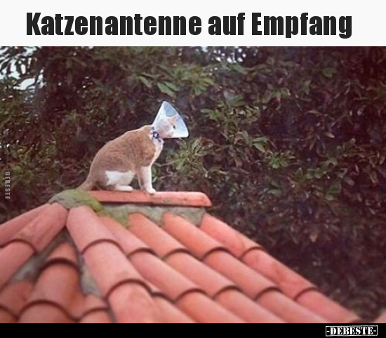Katzenantenne auf Empfang.. - Lustige Bilder | DEBESTE.de