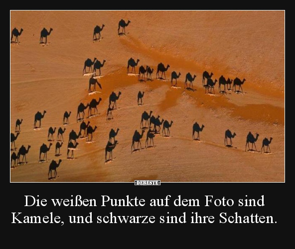 Die weißen Punkte auf dem Foto sind Kamele, und schwarze.. - Lustige Bilder | DEBESTE.de
