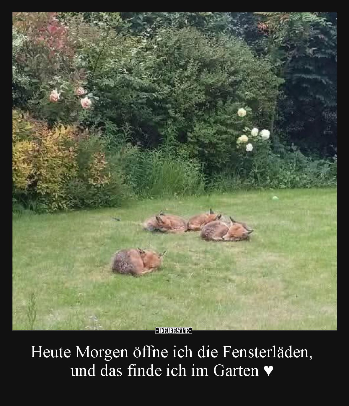 Heute Morgen öffne ich die Fensterläden, und das finde ich im Garten.