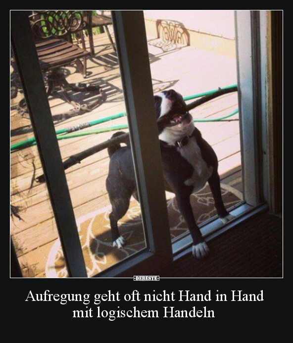 Aufregung geht oft nicht Hand in Hand mit logischem.. - Lustige Bilder | DEBESTE.de