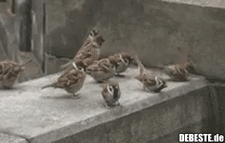  - Lustige Bilder | DEBESTE.de