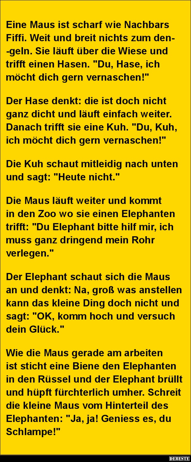 Eine Maus ist scharf wie Nachbars Fiffi.. - Lustige Bilder | DEBESTE.de
