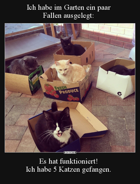 4 Lustige Bilder Von Katzen Karton Lustig
