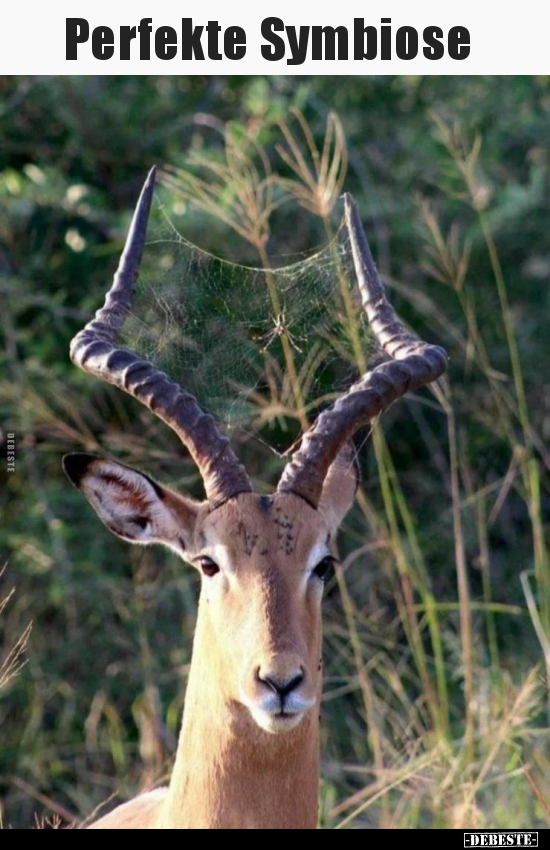 Perfekte Symbiose..