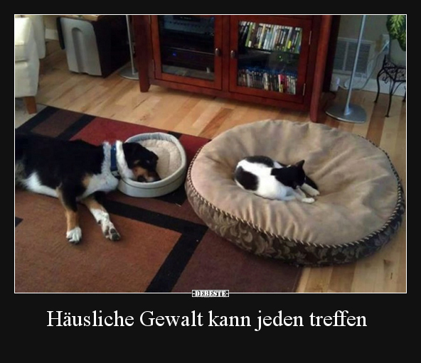 Hunde, Katzen