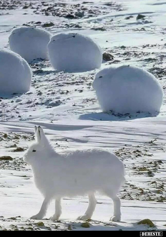  - Lustige Bilder | DEBESTE.de