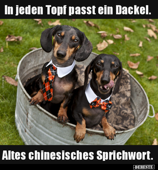 In jeden Topf passt ein Dackel. Altes chinesisches.. - Lustige Bilder | DEBESTE.de