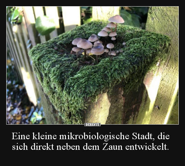 Eine kleine mikrobiologische Stadt, die sich direkt neben.. - Lustige Bilder | DEBESTE.de