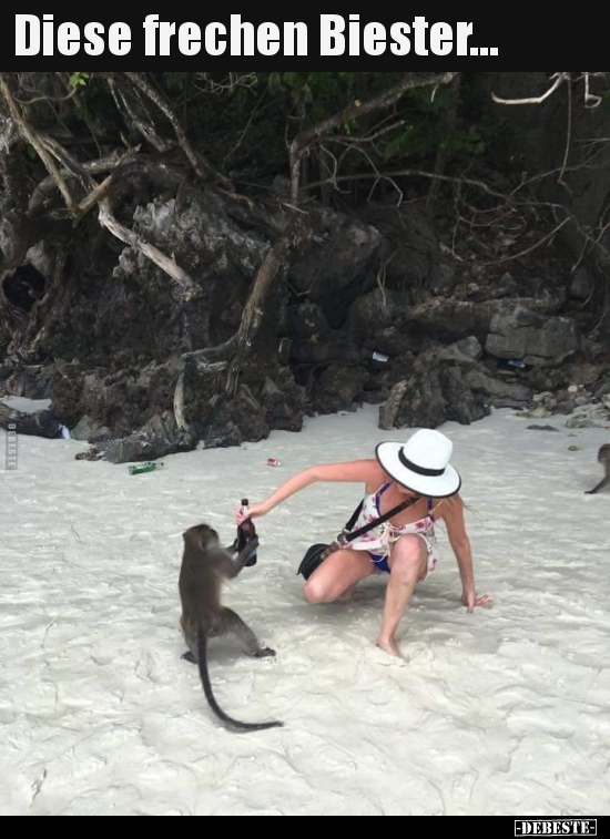 Diese frechen Biester...