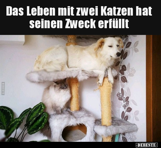 Das Leben mit zwei Katzen hat seinen Zweck erfüllt.. - Lustige Bilder | DEBESTE.de