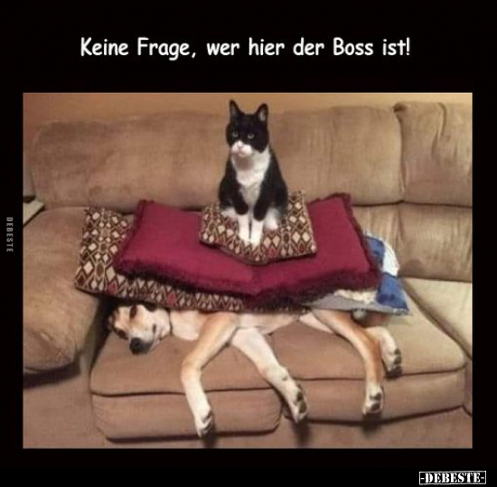 Keine Frage, wer hier der Boss ist!.. - Lustige Bilder | DEBESTE.de
