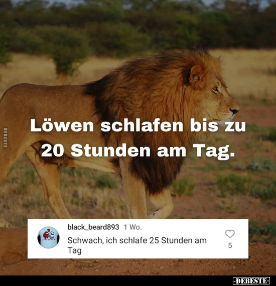 Löwen schlafen bis zu 20 Stunden am Tag.. - Lustige Bilder | DEBESTE.de