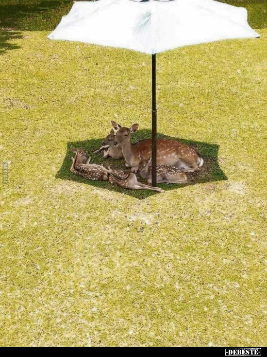 Schattiges Plätzchen..