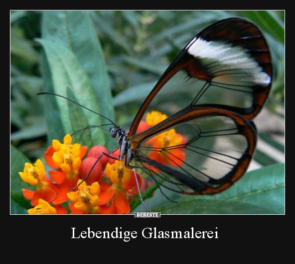 Lebendige Glasmalerei..