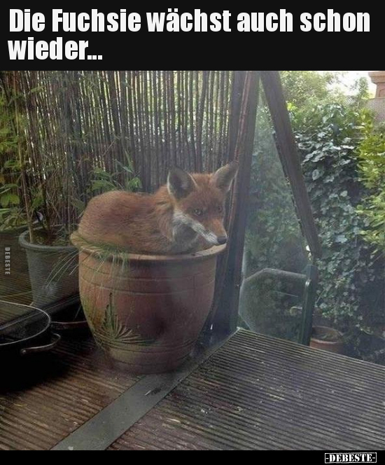 Die Fuchsie wächst auch schon wieder... - Lustige Bilder | DEBESTE.de