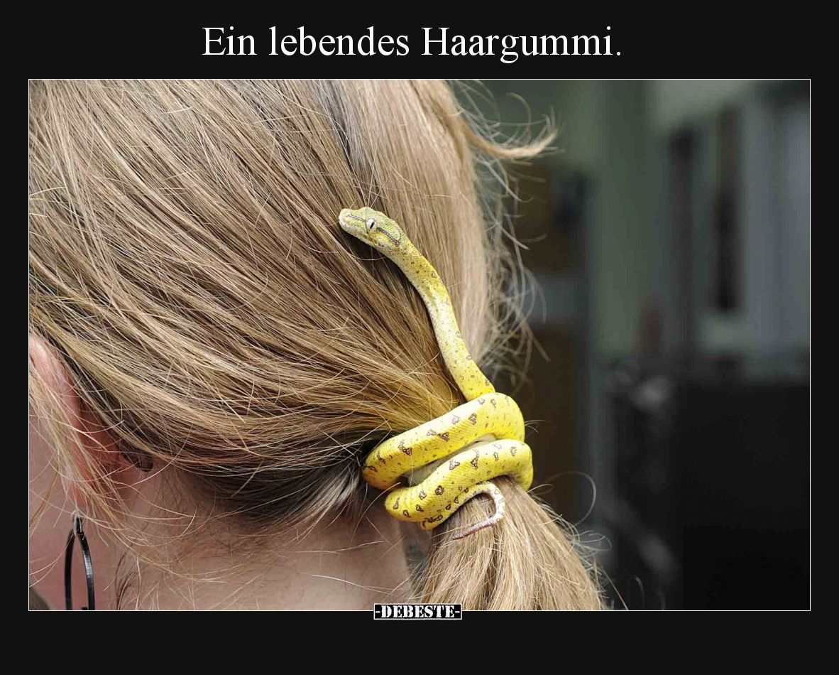 Ein lebendes Haargummi