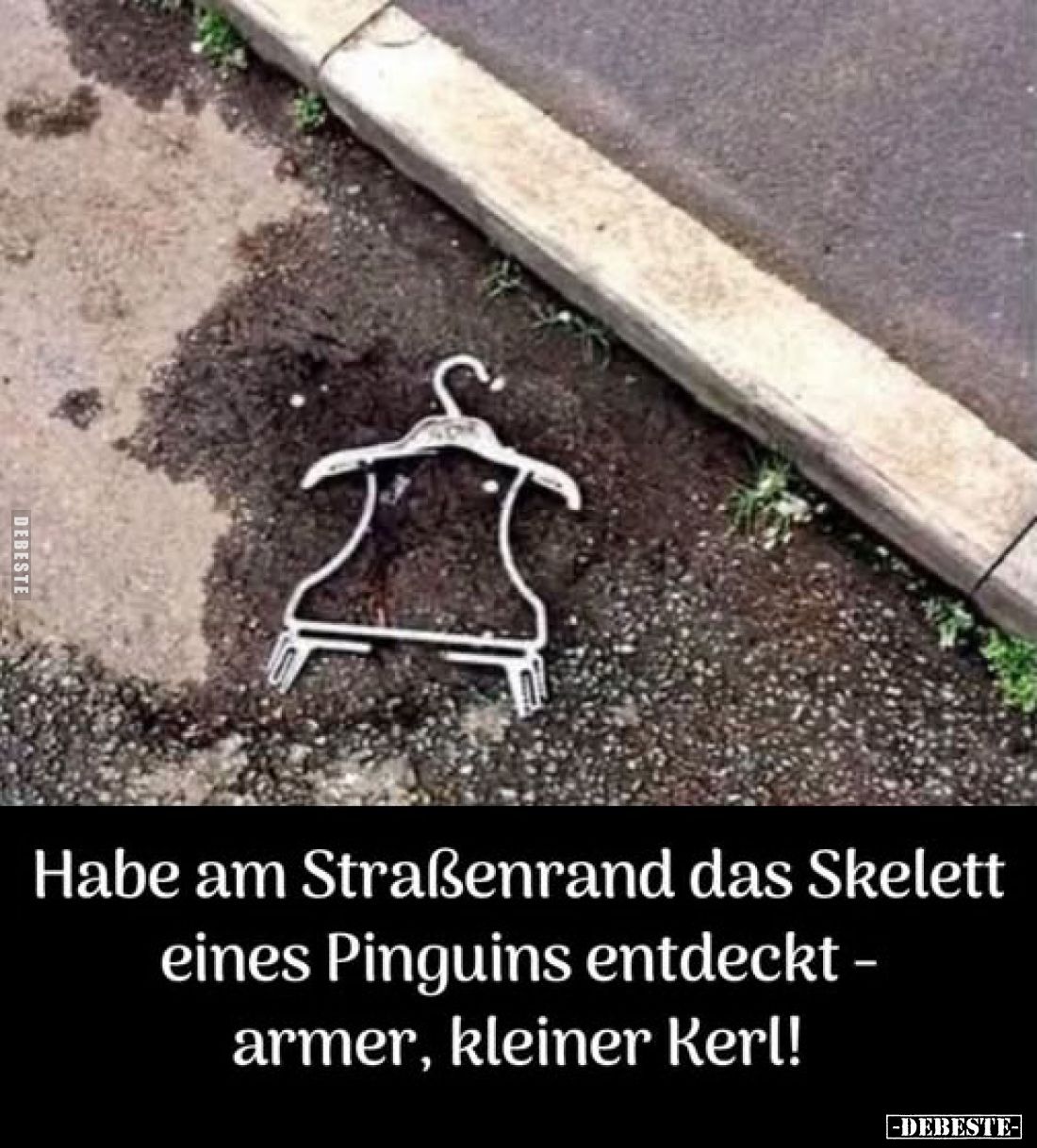 Habe am Straßenrand das Skelett eines Pinguins entdeckt -armer, kleiner Kerl!