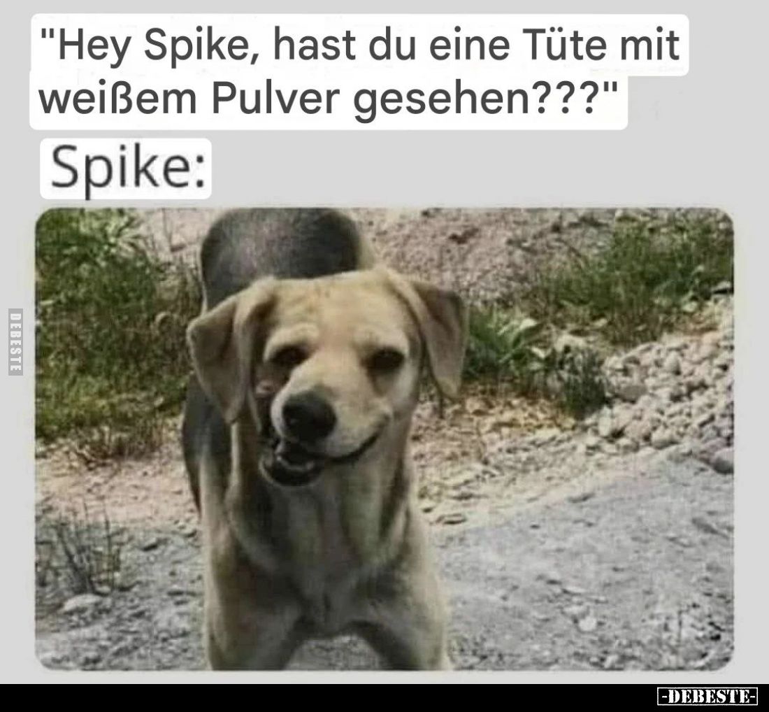 "Hey Spike, hast du eine Tüte mit weißem Pulver gesehen???"
Spike: