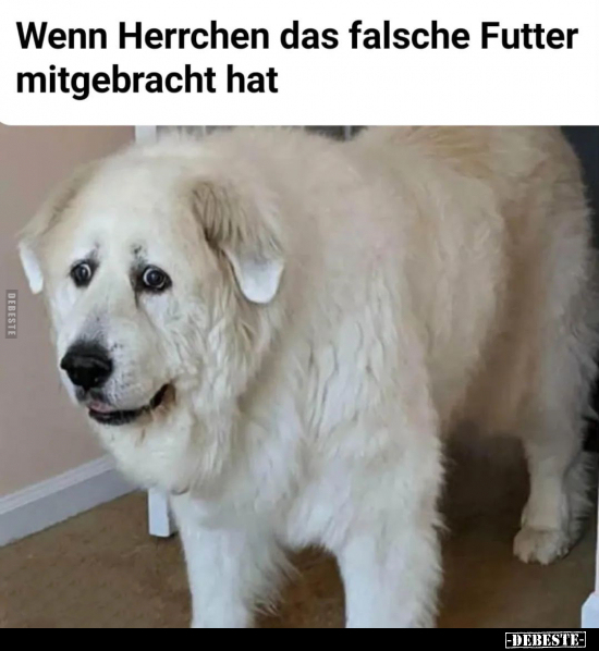 Wenn Herrchen das falsche Futter mitgebracht hat.. - Lustige Bilder | DEBESTE.de