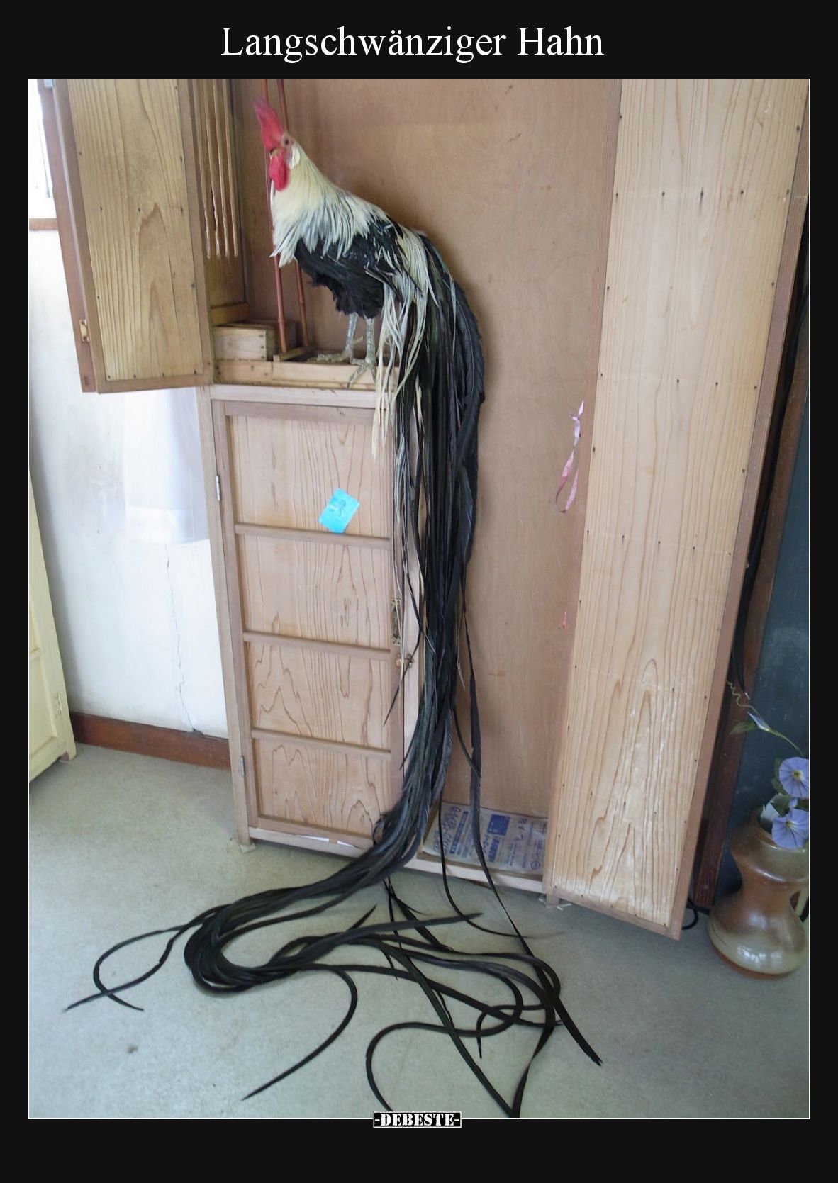 Langschwänziger Hahn