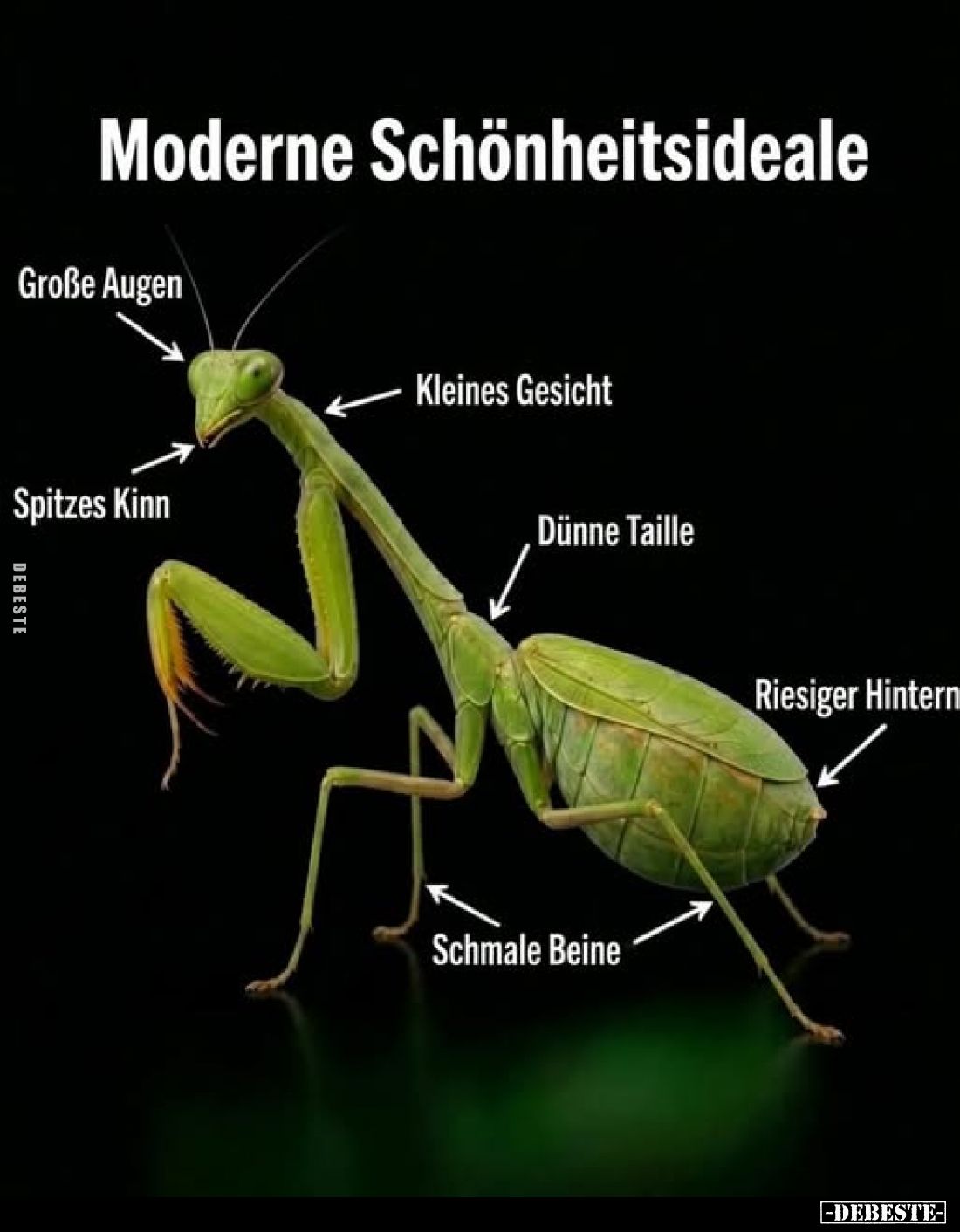 Moderne Schönheitsideale
-
Große Augen
-
Kleines Gesicht
-
Spitzes Kinn
-
Dünne Taille
-
Riesiger Hintern
-
Schma...