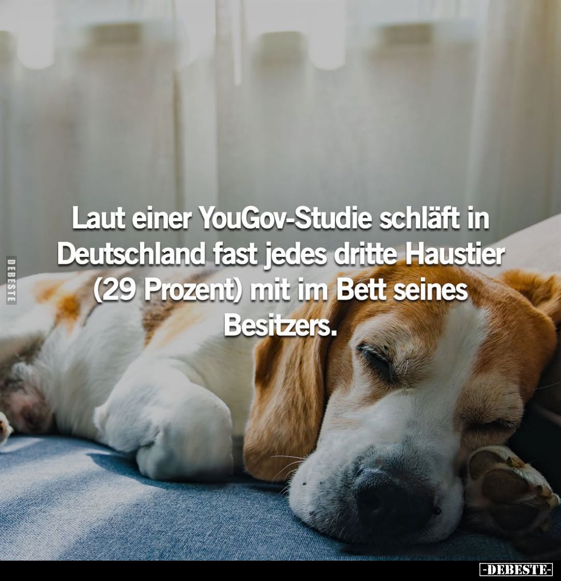 Laut einer YouGov-Studie schläft in Deutschland fast jedes dritte Haustier (29 Prozent) mit im Bett seines Besitzers.
