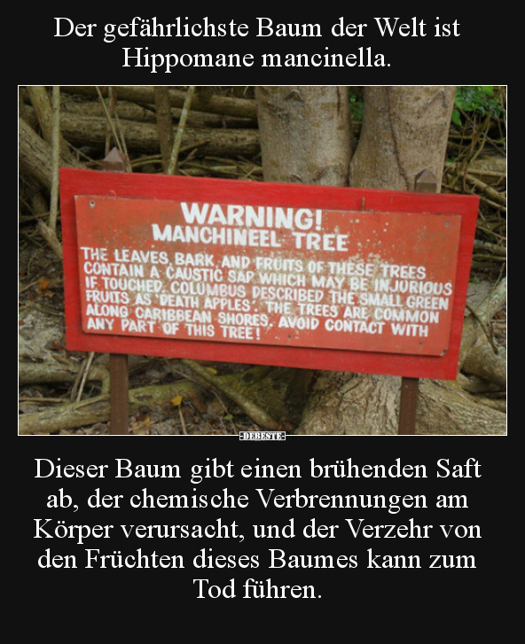 Der gefährlichste Baum der Welt ist Hippomane mancinella... - Lustige Bilder | DEBESTE.de
