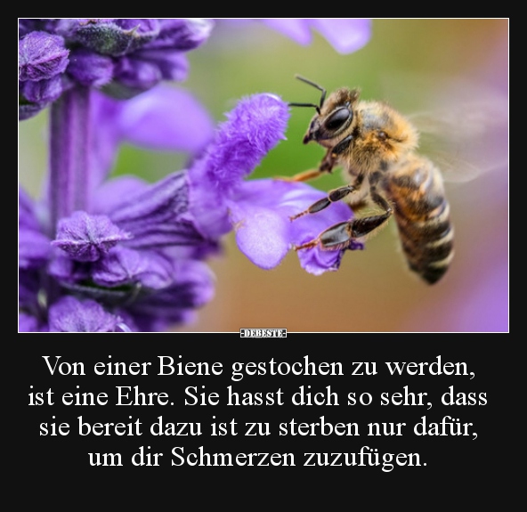 50+ Bienen spruch , Von einer Biene gestochen zu werden, ist eine Ehre. Sie.. Lustige Bilder, Sprüche, Witze, echt