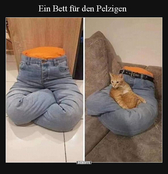 Ein Bett für den Pelzigen.. - Lustige Bilder | DEBESTE.de