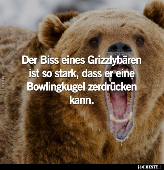 Der Biss eines Grizzlybären ist so stark, dass.. - Lustige Bilder | DEBESTE.de