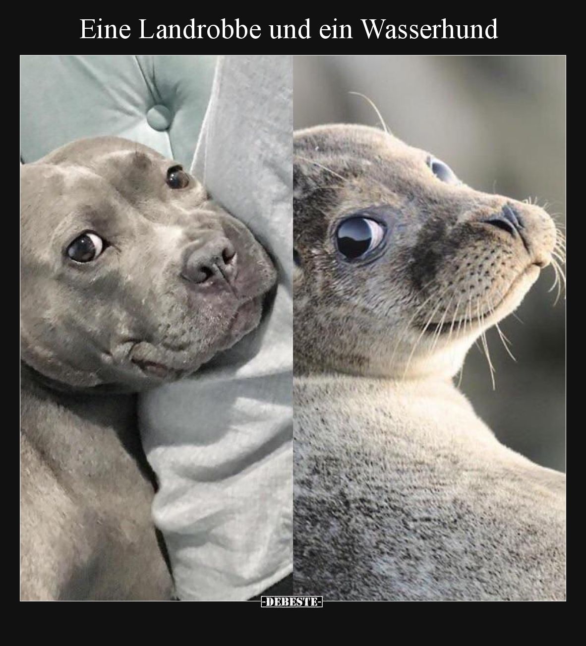 Eine Landrobbe und ein Wasserhund