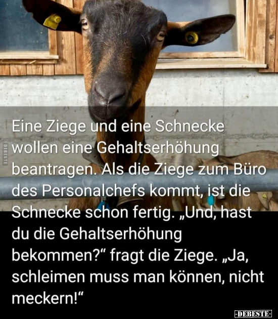 Eine Ziege und eine Schnecke wollen eine Gehaltserhöhung.. - Lustige Bilder | DEBESTE.de
