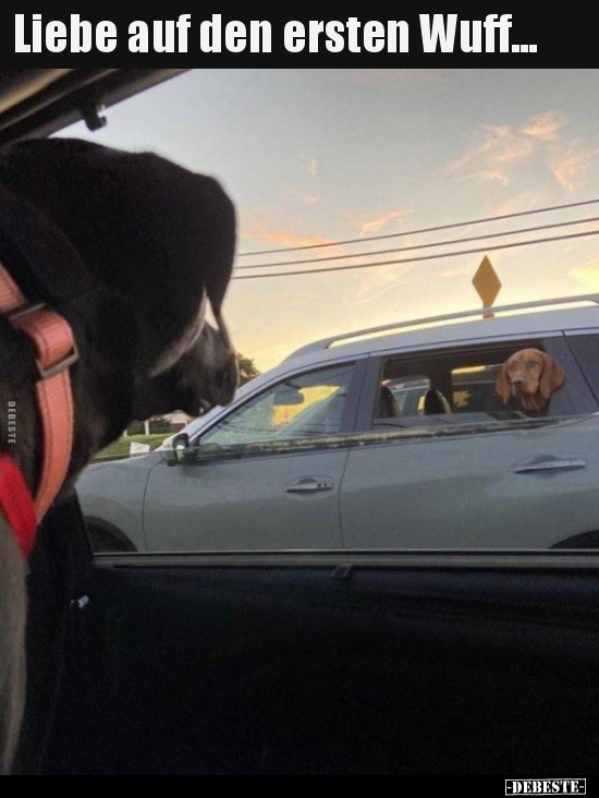 Liebe auf den ersten Wuff...
