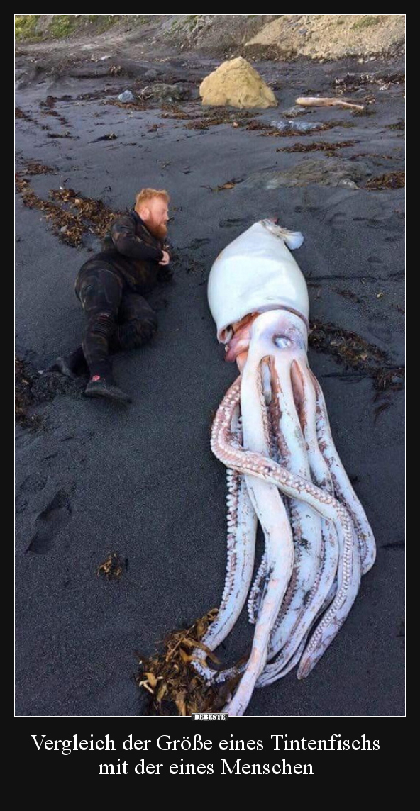 Vergleich der Größe eines Tintenfischs mit der eines..