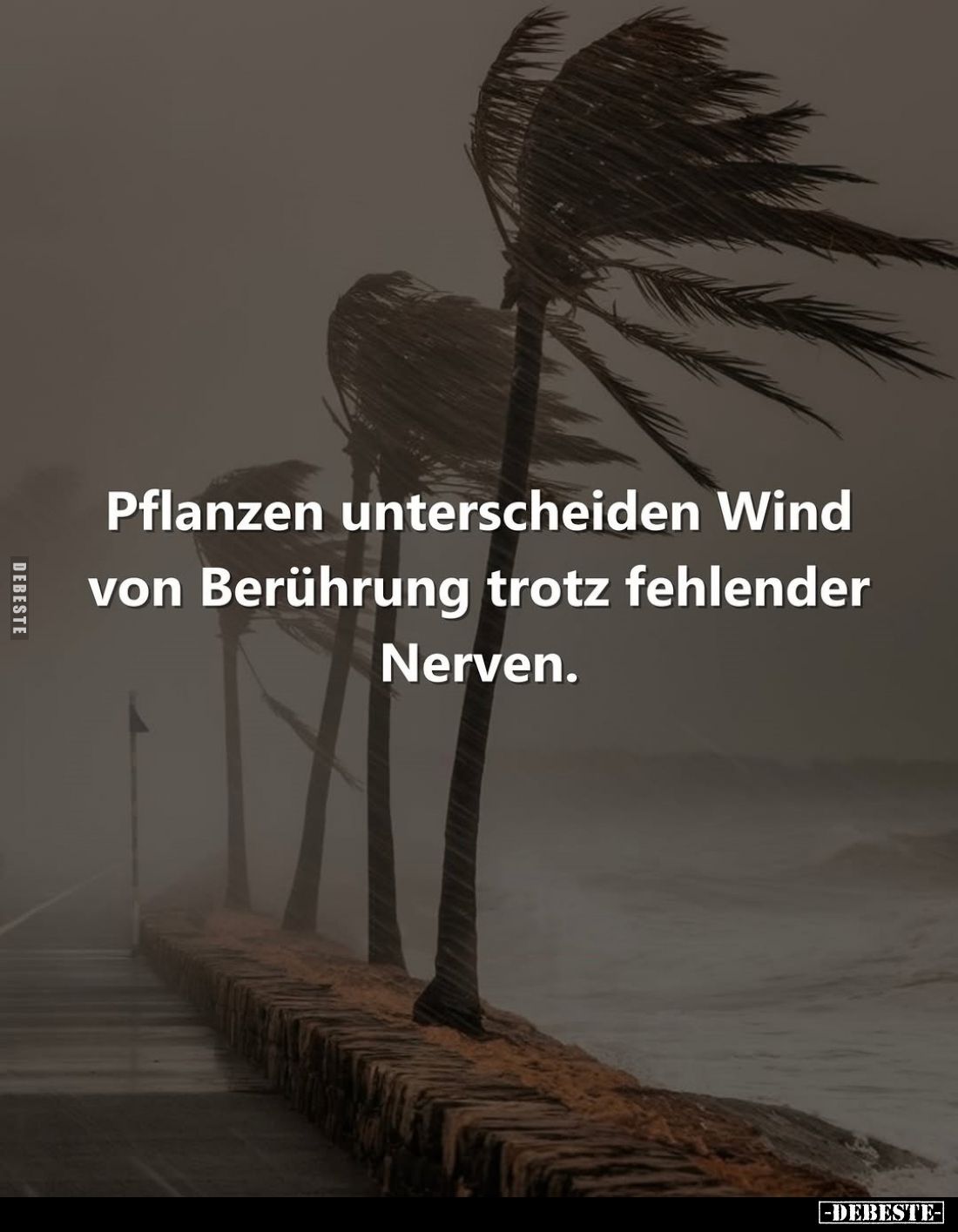 Pflanzen unterscheiden Wind von Berührung trotz fehlender Nerven.