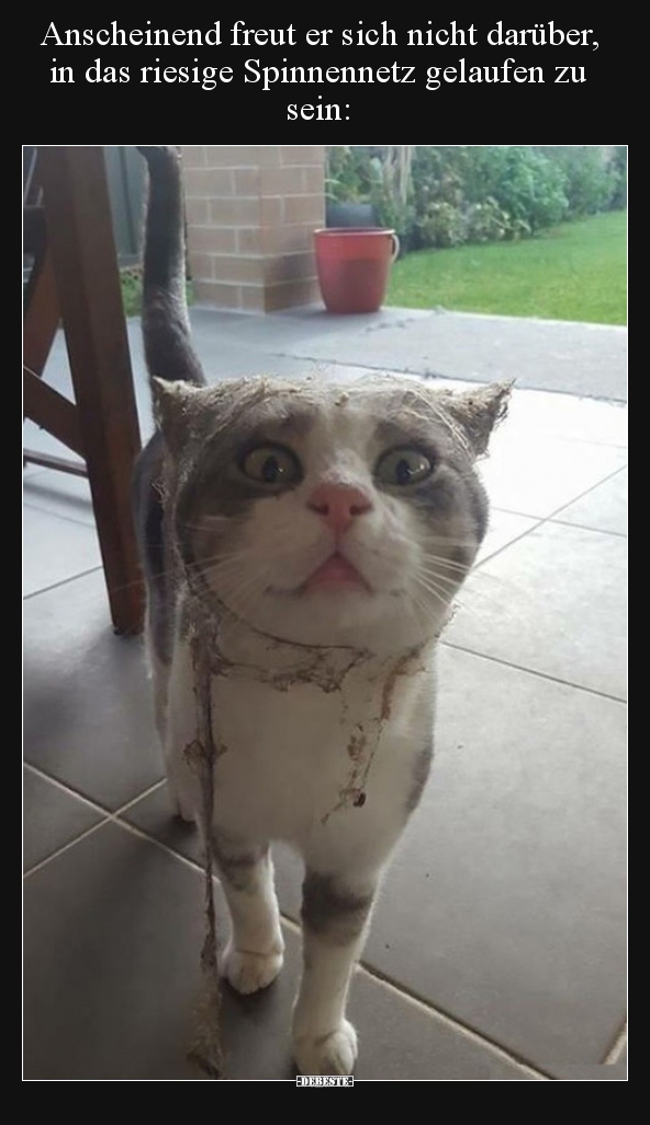 Anscheinend freut er sich nicht darüber, in das riesige..